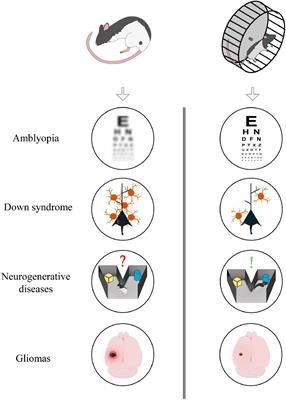 Physical Exercise Modulates Brain Physiology Through a Network of Long- and Short-Range Cellular Interactions